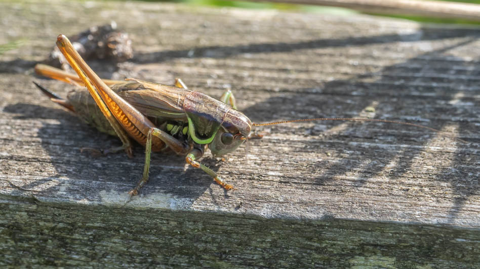 Roeseliana roeselii (Roesel's Bush Cricket).jpg